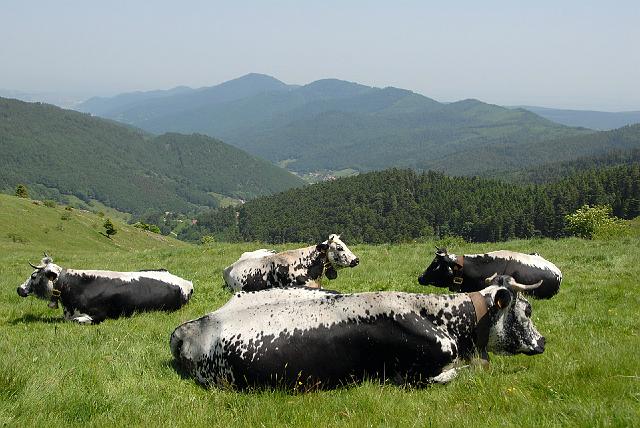 CFR78393s.jpg - Suite à la préparation des sacs et de nos libations, petite balade digestive dans les Hautes-Vosges