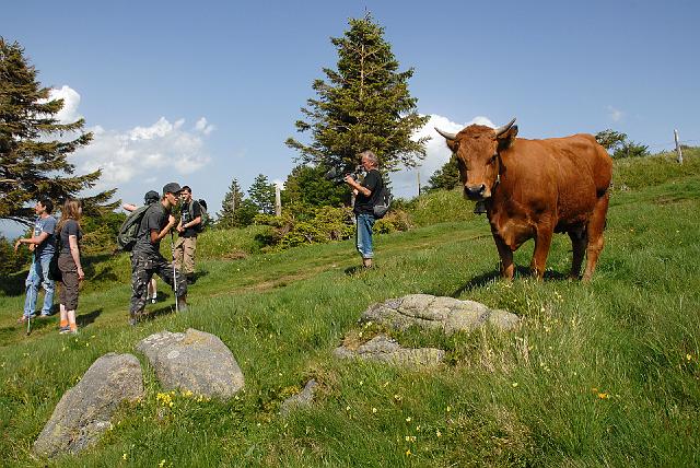 CFR78501s.jpg - faune locale, l'auroch vosgien